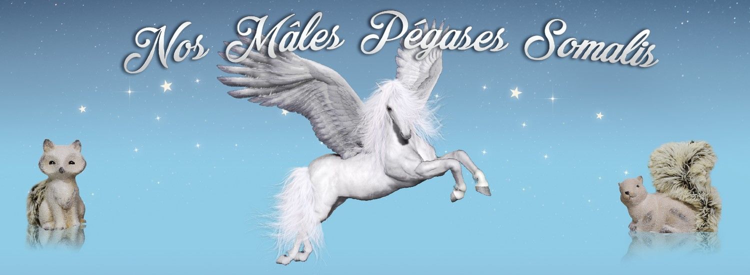 males somalis pegases 3.jpg