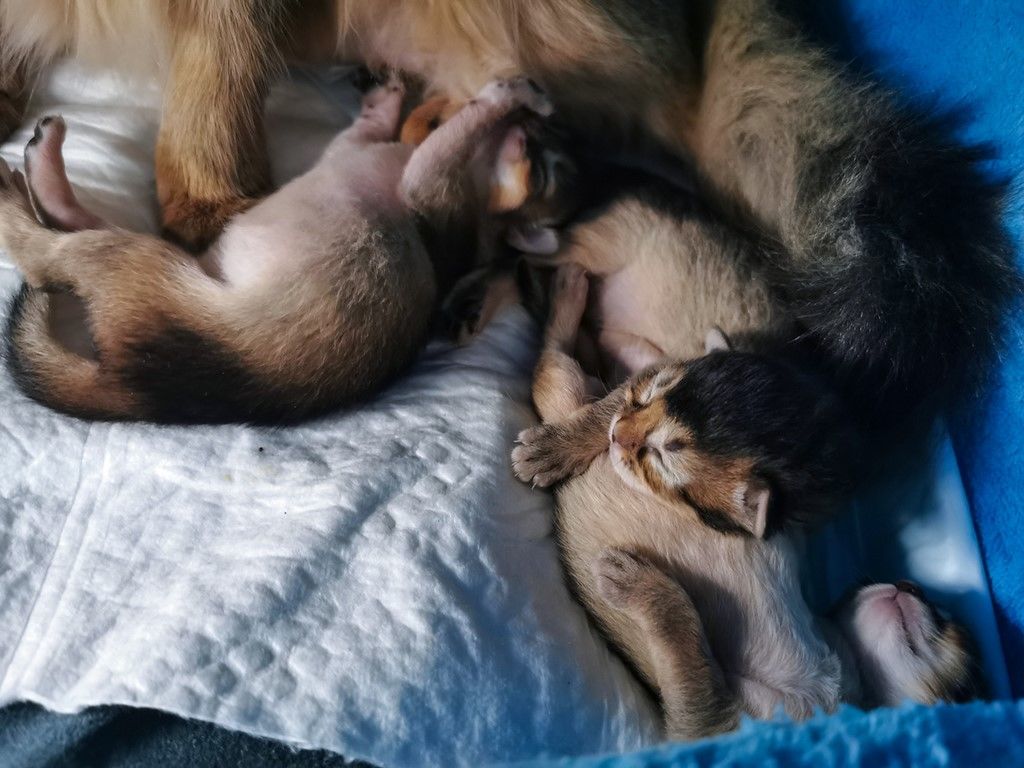 chatons somali 6 jours