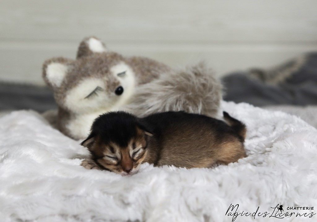chaton somali lièvre 