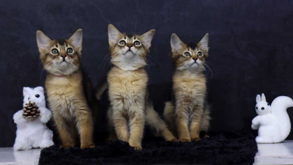 renard somali chatons somalis