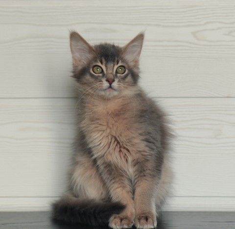 3 MOIS