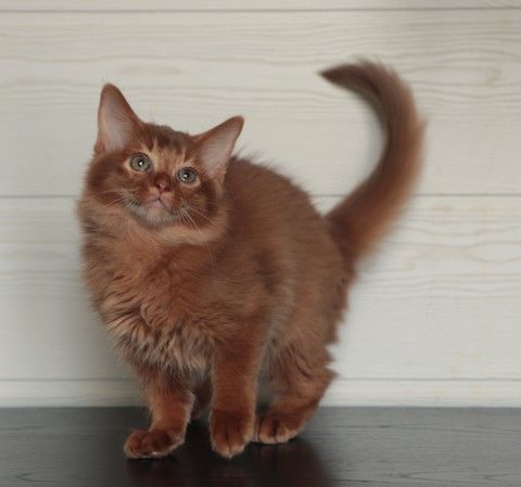 3 MOIS